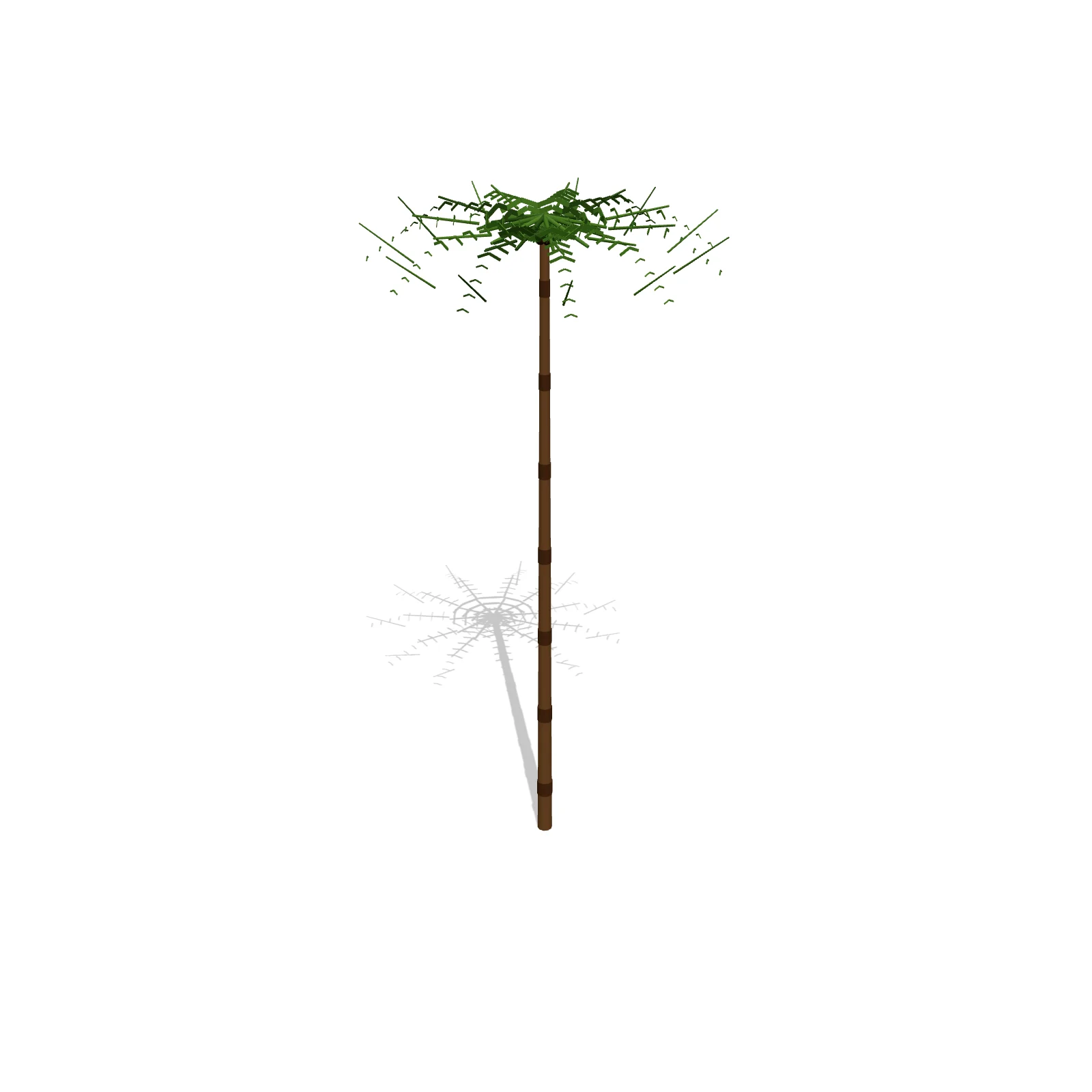 Palm Tree — 3D preview